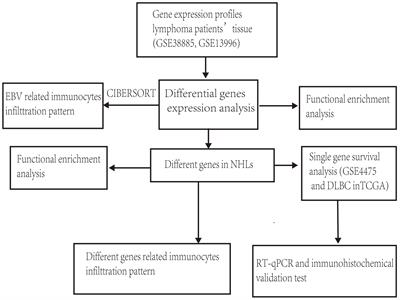 Identification and validation of an immunological microenvironment signature and prediction model for epstein-barr virus positive lymphoma: Implications for immunotherapy